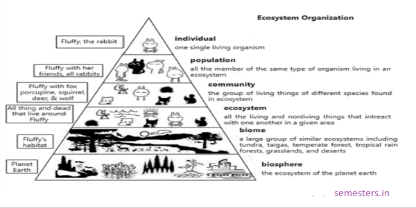 Important terms and Concepts used in Ecology and Environment